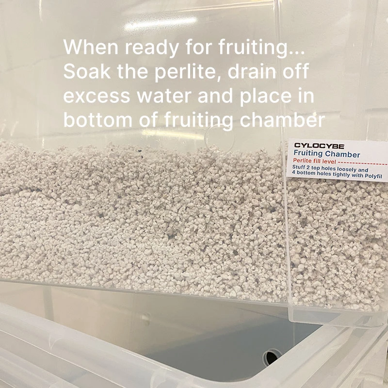 a layer of hydrated perlite in our CyLab fruiting chamber