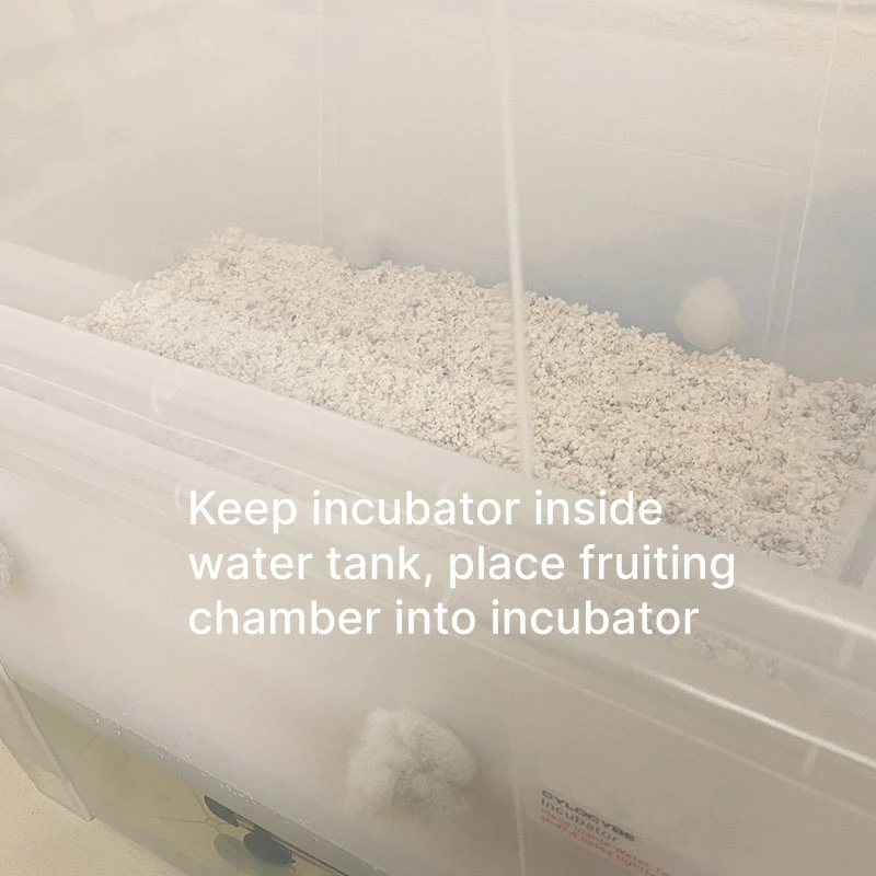 Incubator, water tank and fruiting chamber from our CyLab being set-up together