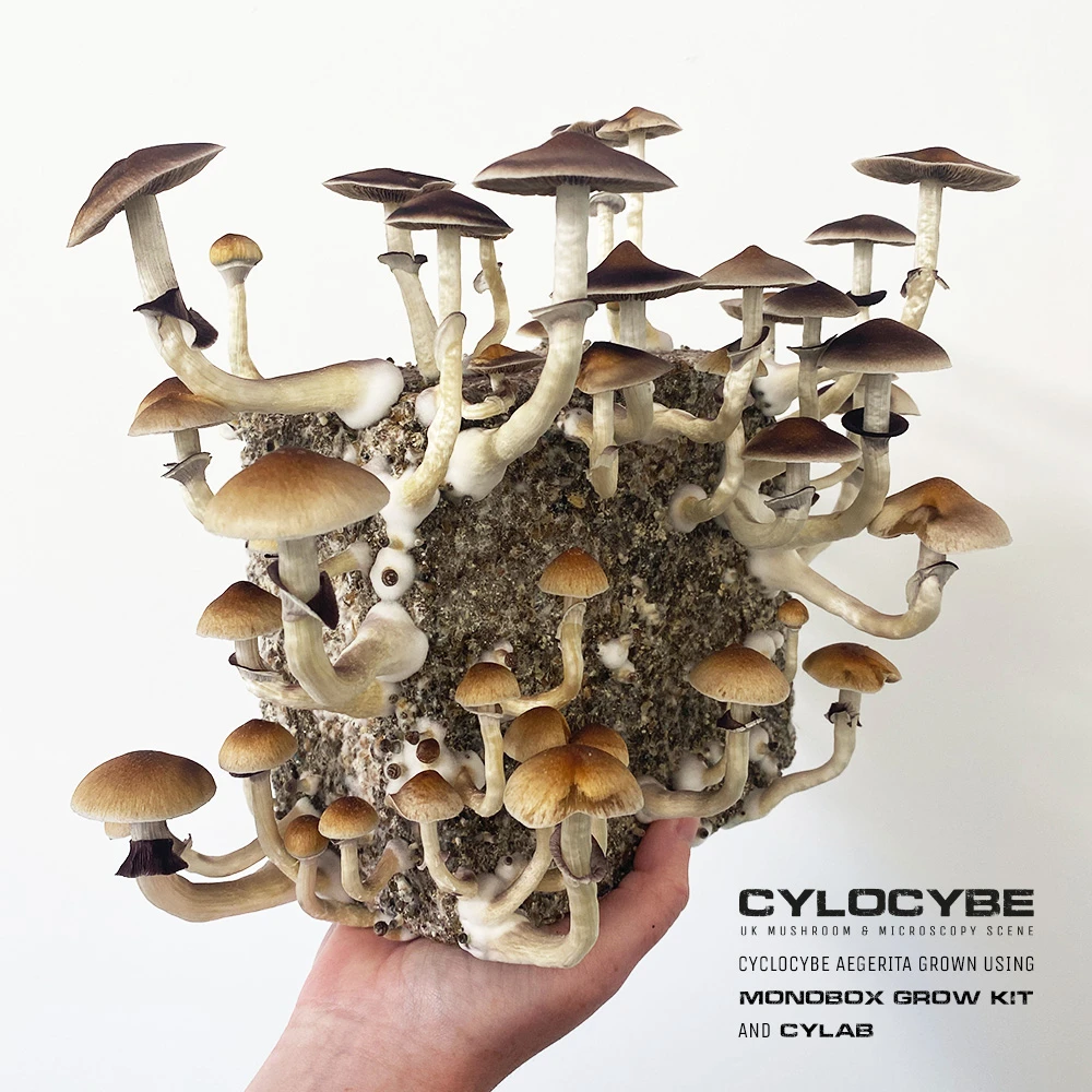 Show: A hand holding a MonoBox cake covered in mushrooms fruiting from all sides, on a white background