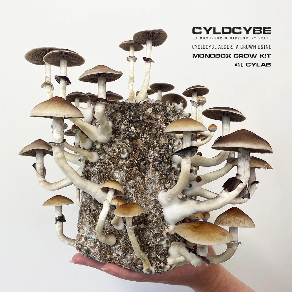 large mushrooms growing from all sides of a substrate block from using our monobox grow kit