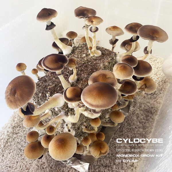 big mushrooms fruiting in cylab
