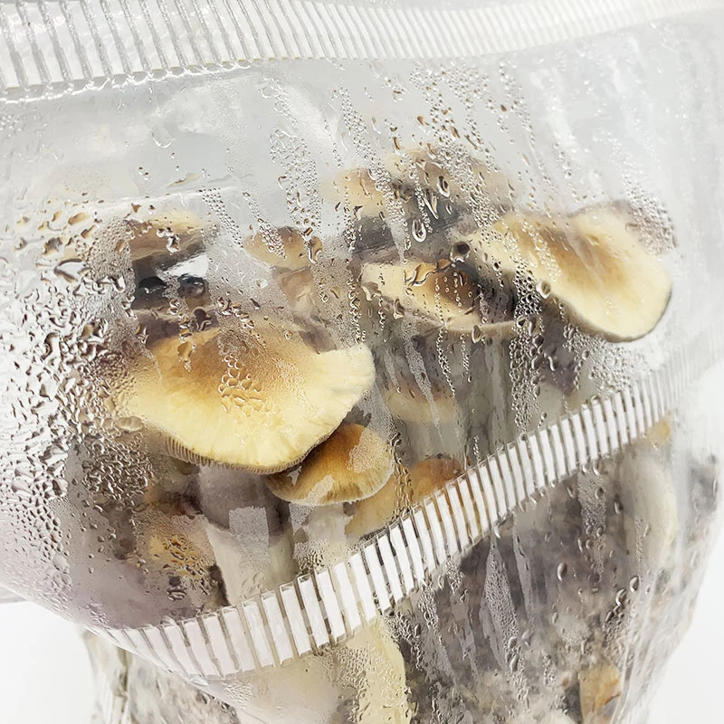 MonoBag Grow Kit