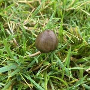 Psilocybe semilanceata, the Liberty Cap: a single small pointed brown cap growing in grass