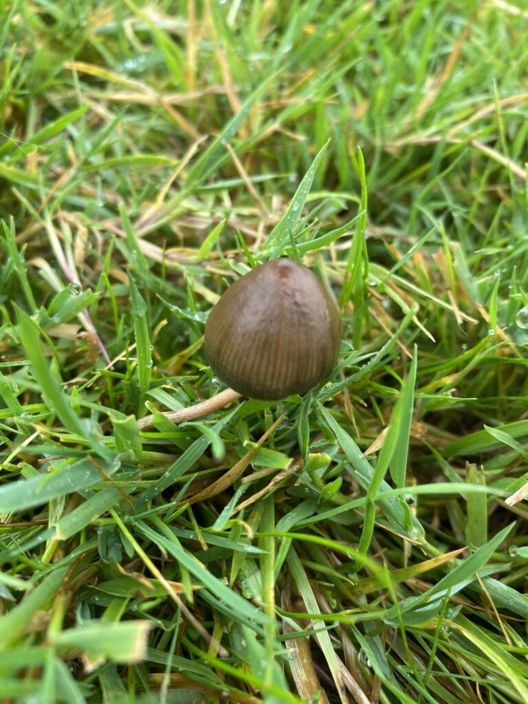 Psilocybe Semilanceata