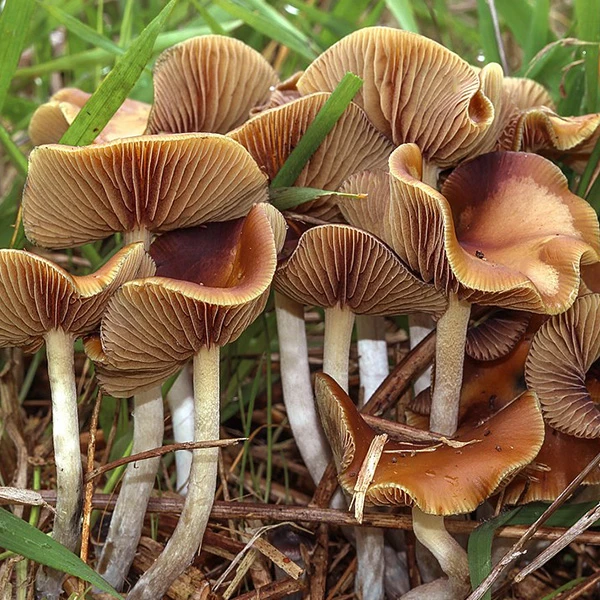 Psilocybe Cyanescens