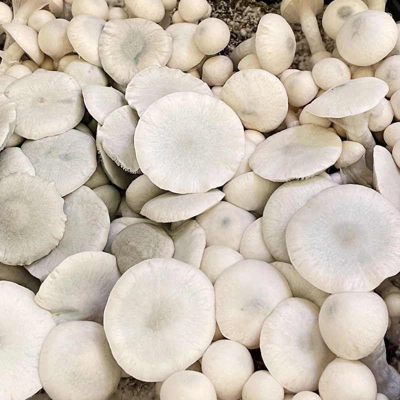 A+ Albino