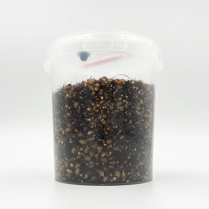 Halloween Special Grow Kit