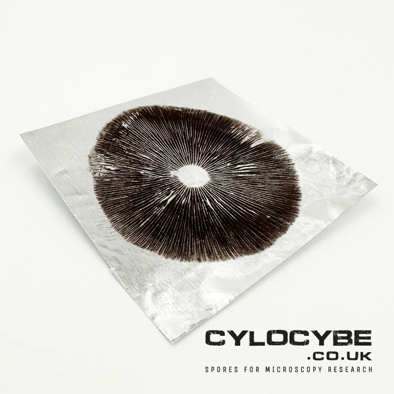 Psilocybe cubensis spore print; a dark print of the underside of a mushroom where its spores have dropped on to a square piece of foil