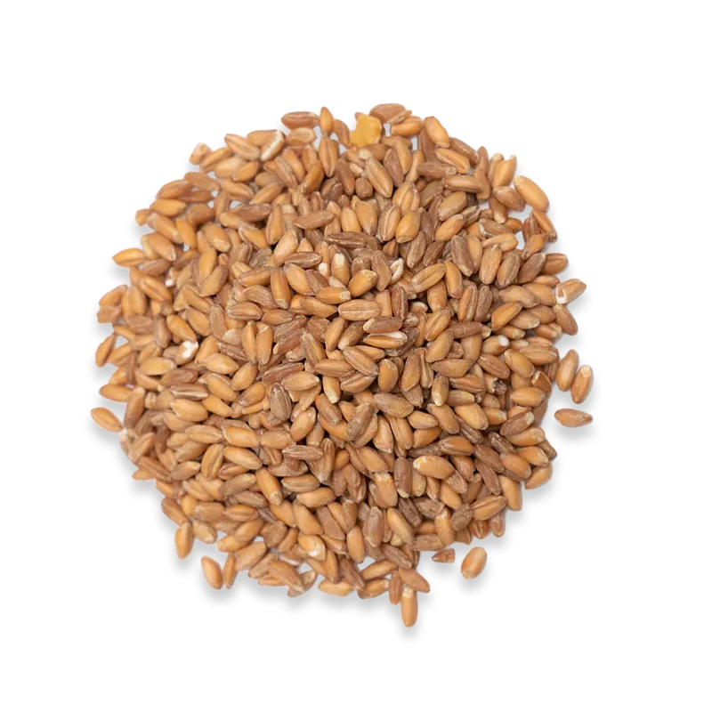 Whole Wheat Grain