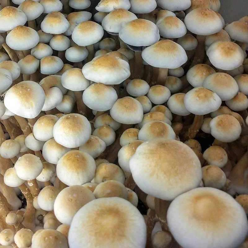 White Golden Teacher