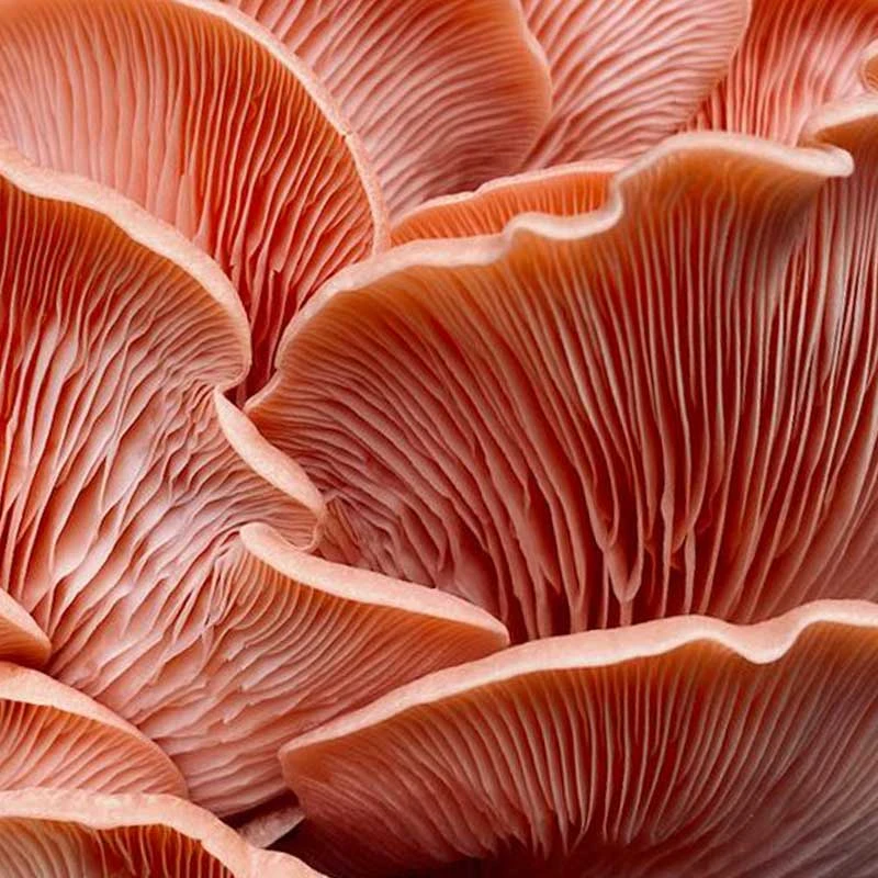 Pink Oyster
