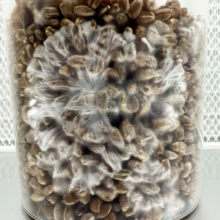 Mycelium colonising the grain in a SpawnTub