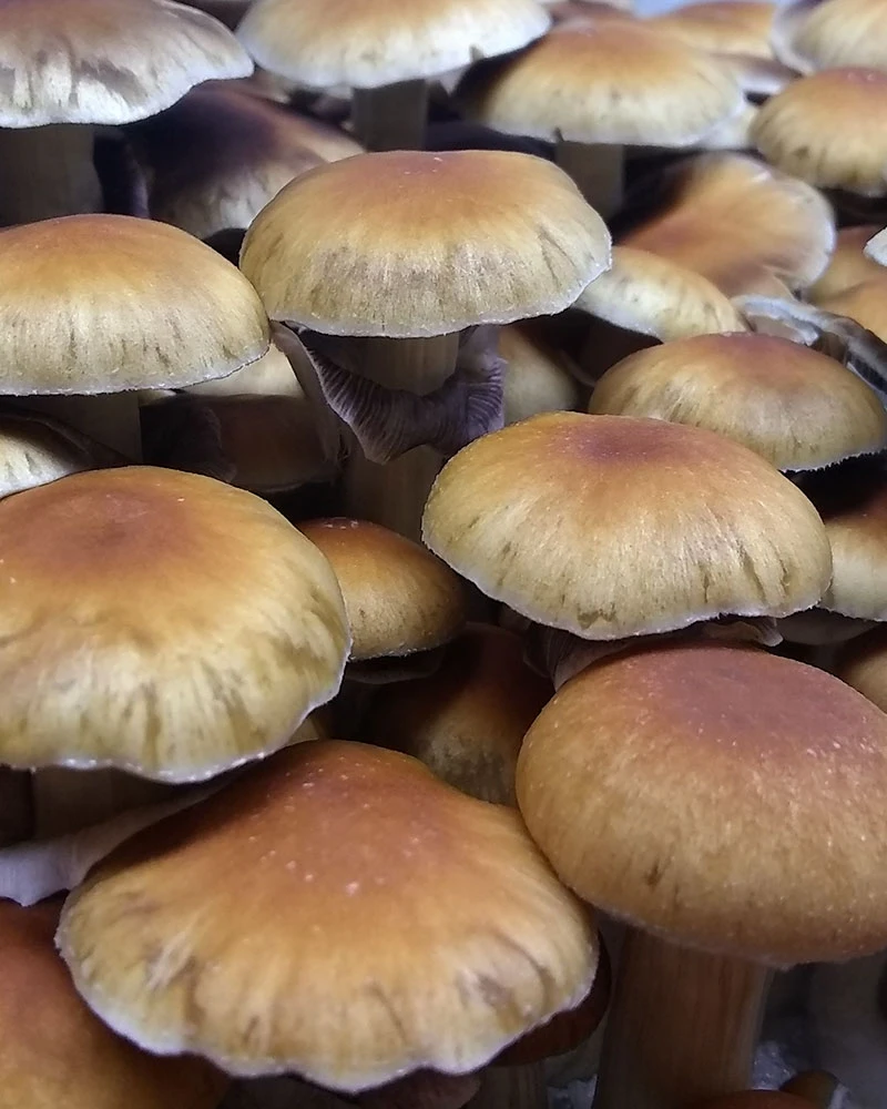 Psilocybe Cubensis - Full Moon Party