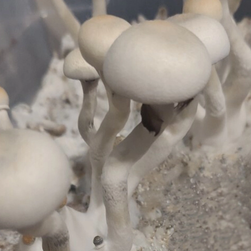 Psilocybe Cubensis - Leucistic Burma