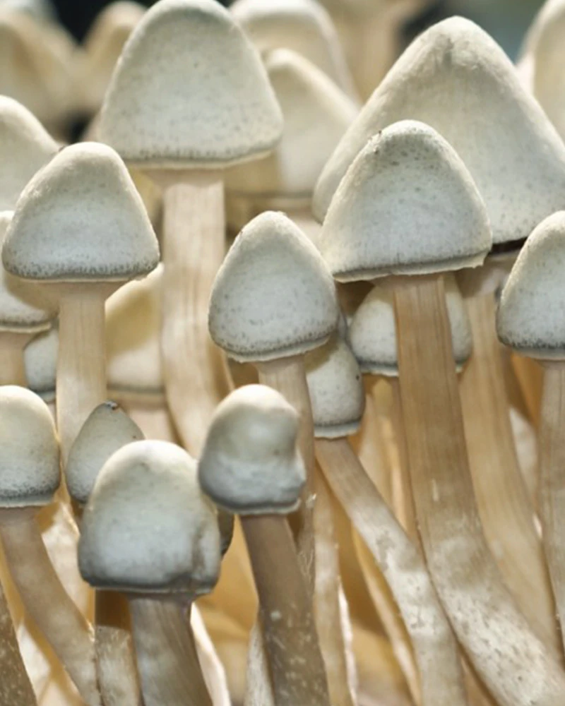 Psilocybe Cubensis - Leucistic Ecuador