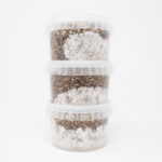 Rye Grain MycoPots™ Grow Kit
