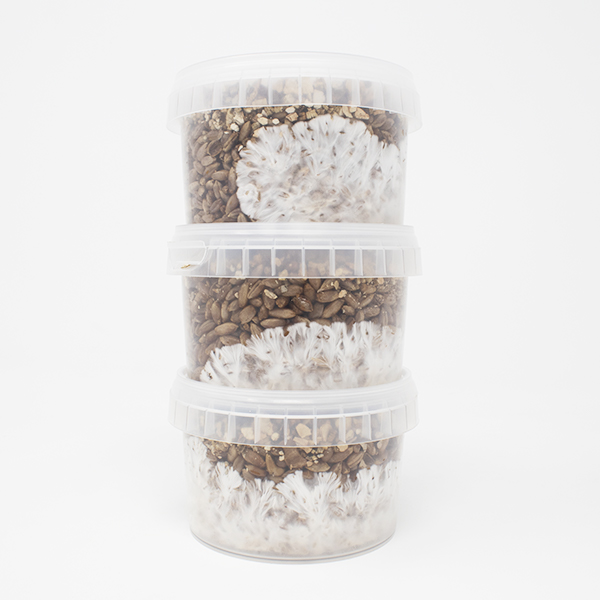 Rye Grain MycoPots³ Grow Kit