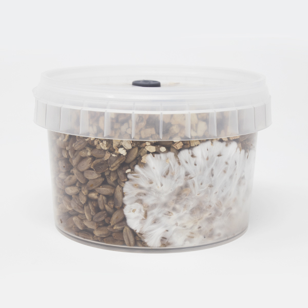 Show: Rye Grain MycoPots™ Grow Kit