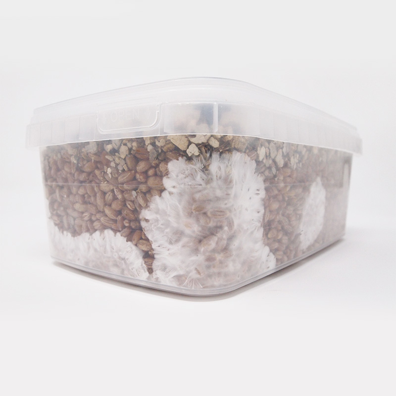 Rye Grain MycBox Grow Kit