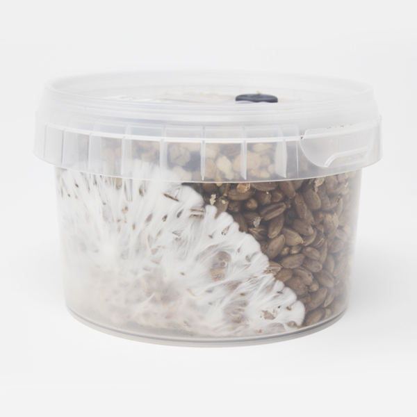 Show: Rye Grain MycoPots™ Grow Kit