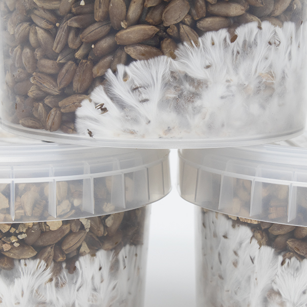 Show: Rye Grain MycoPots™ Grow Kit