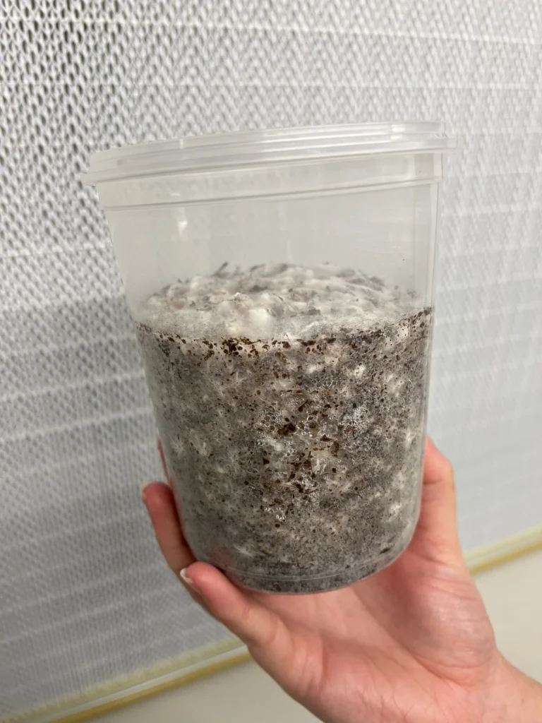 Show: A fully colonised MiNO tub held in one hand, white mycelium showing through the clear plastic