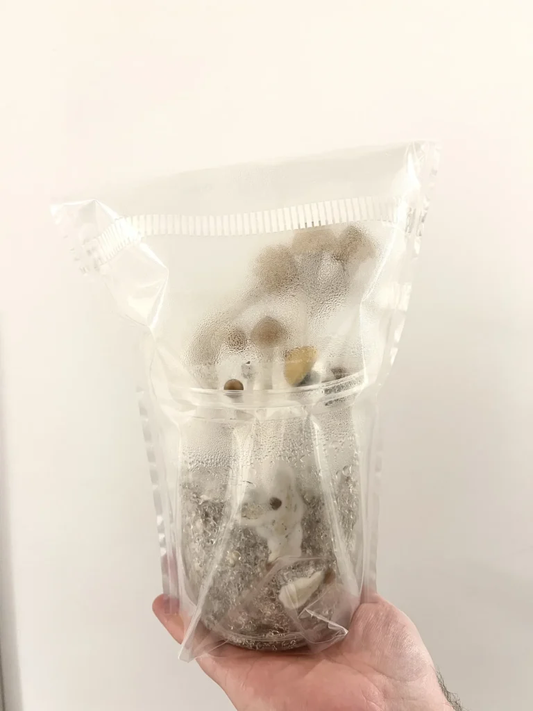 Show: A MiNO grow bag held up with mushrooms fruiting inside