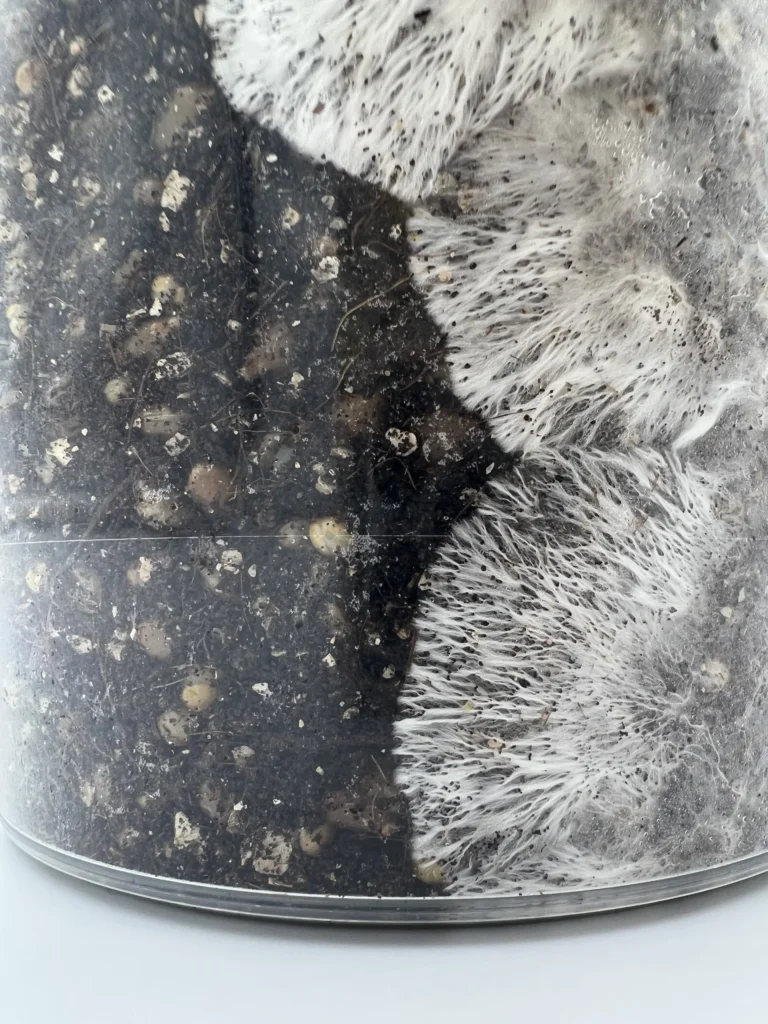 Show: Close-up through the EZPZ cup wall: white mycelium spreading in a sharp front across dark substrate