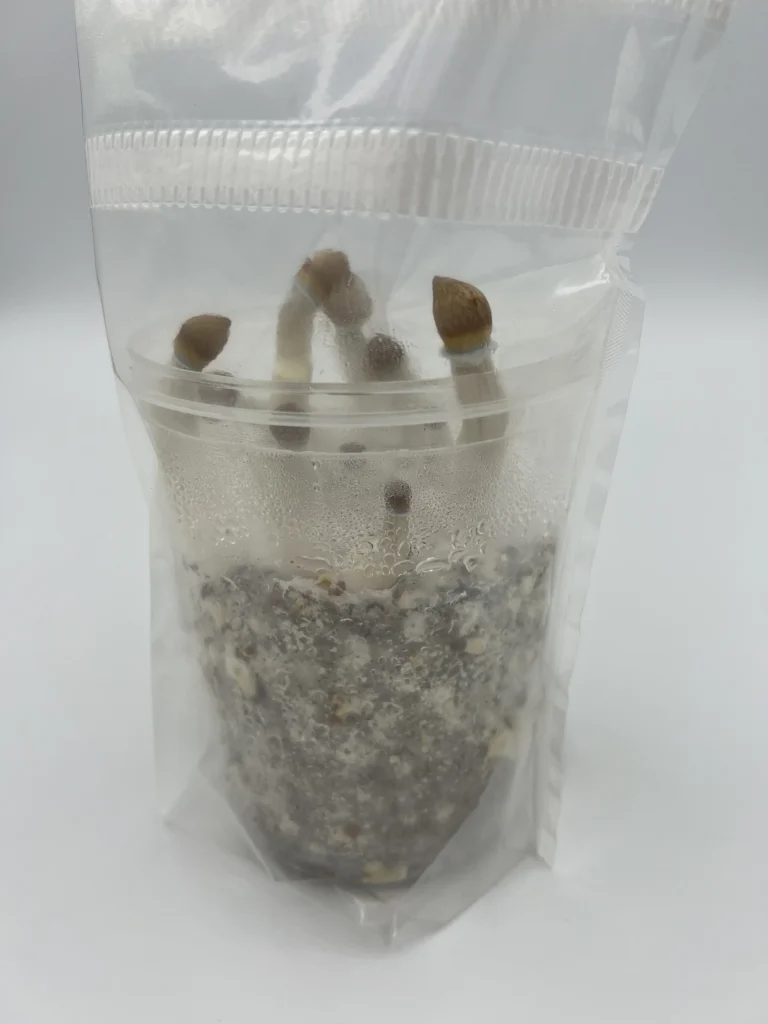 An EZPZ kit fruiting inside its sealed filter bag, mushrooms rising above the cup rim
