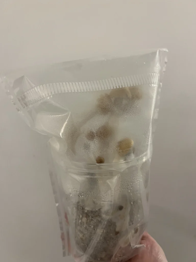 Show: Mushrooms fruiting from an EZPZ cup inside the grow bag, condensation on the plastic