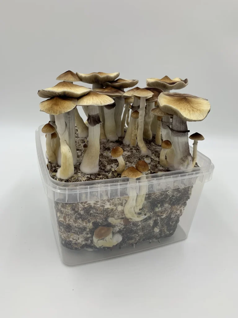Show: A MonoBox grow kit in full flush with Pioppino mushrooms