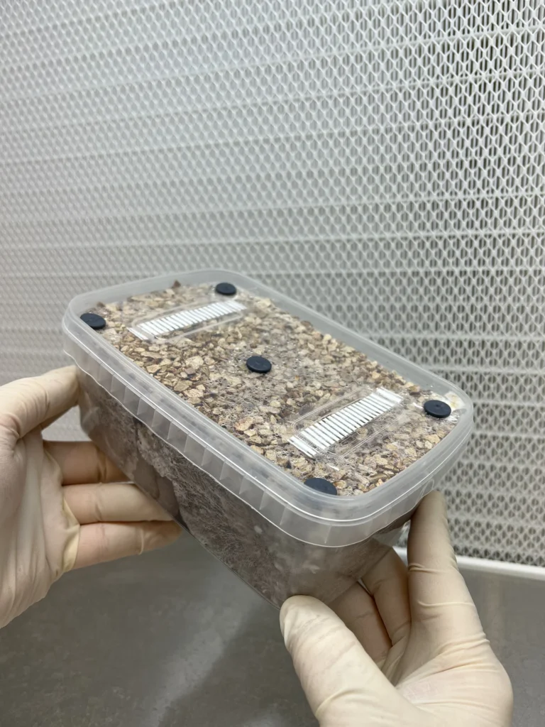 Show: Gloved hands holding an XL Cylocybe Special Mushroom Grow Kit, its lid showing two HEPA filter strips and black rubber injection ports