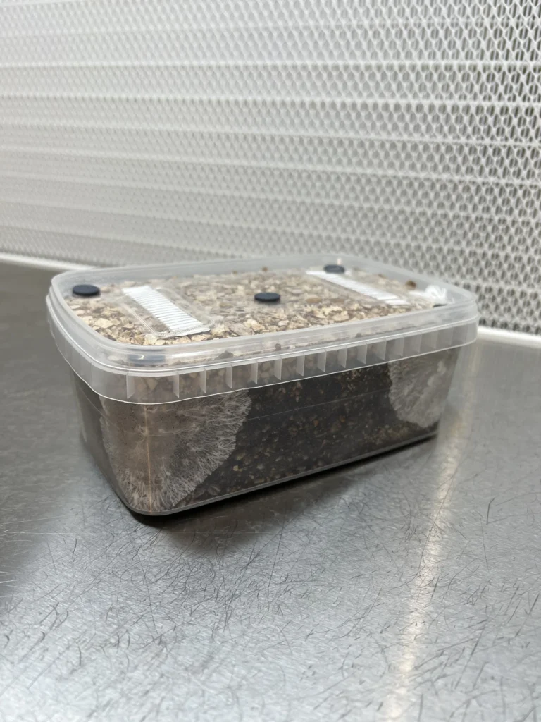 Show: An XL Cylocybe Special Mushroom Grow Kit on a steel bench, white mycelium visible spreading through the substrate