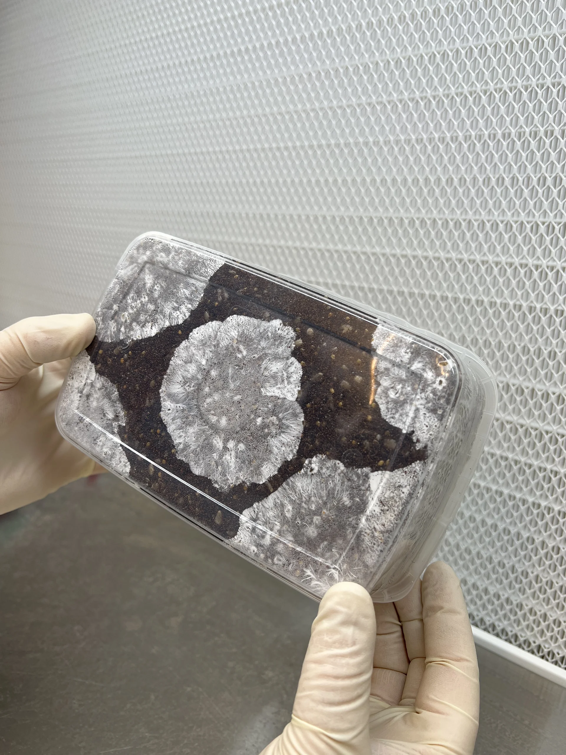 A Cylocybe Special MycoBox grow kit held in a gloved hand, colonised substrate visible through the window