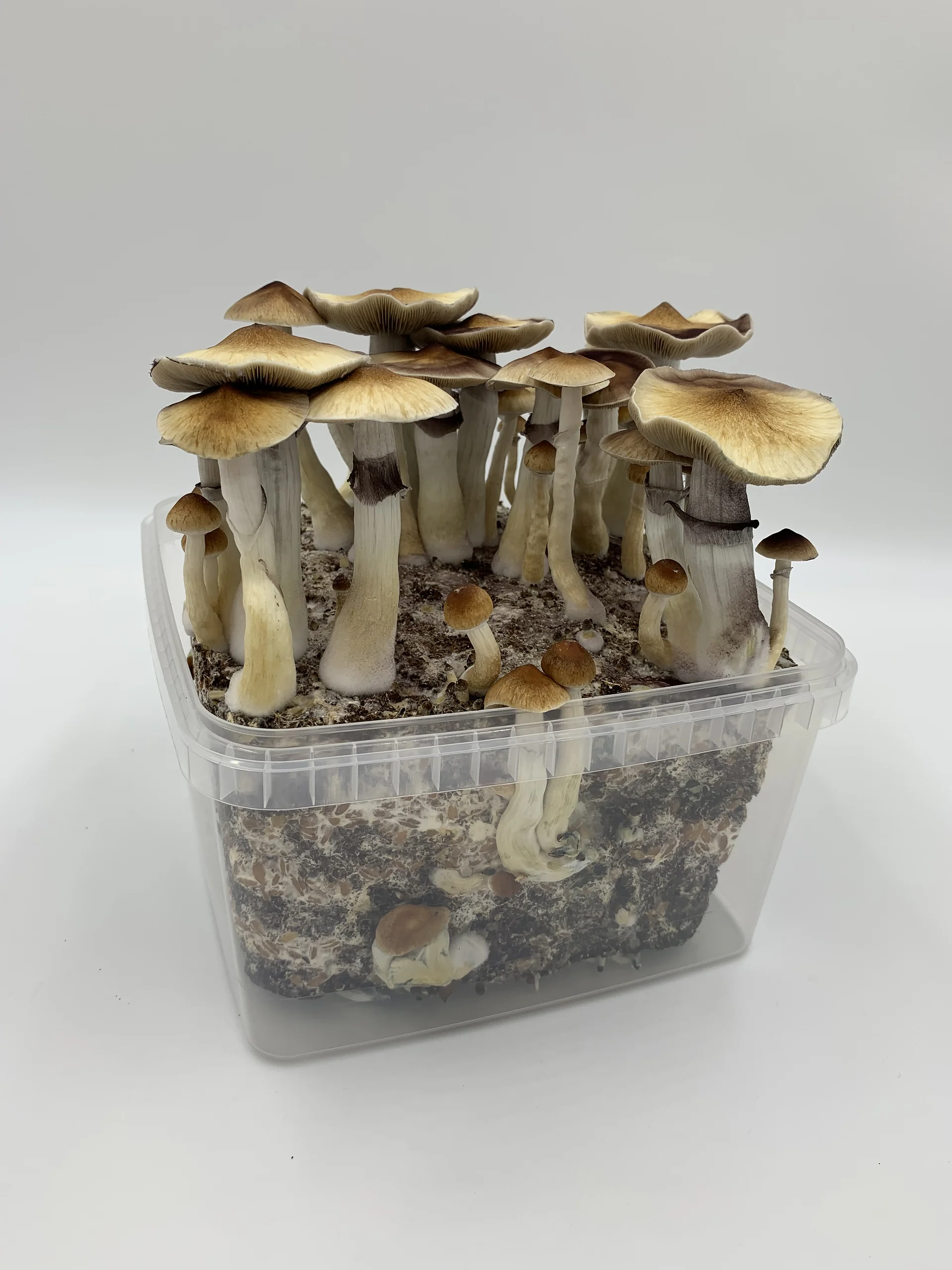 A MonoBox grow kit in full flush with Pioppino mushrooms