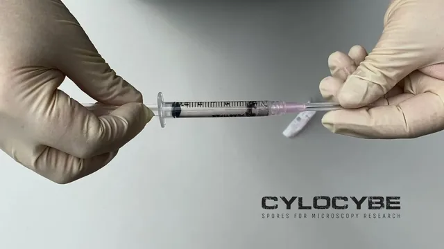 Preparing Cylocybe spore syringes